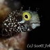 blenny_secretary_dome_nwp_h_0151_tci2100.jpg